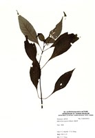 藏品(蛇根草)的圖片